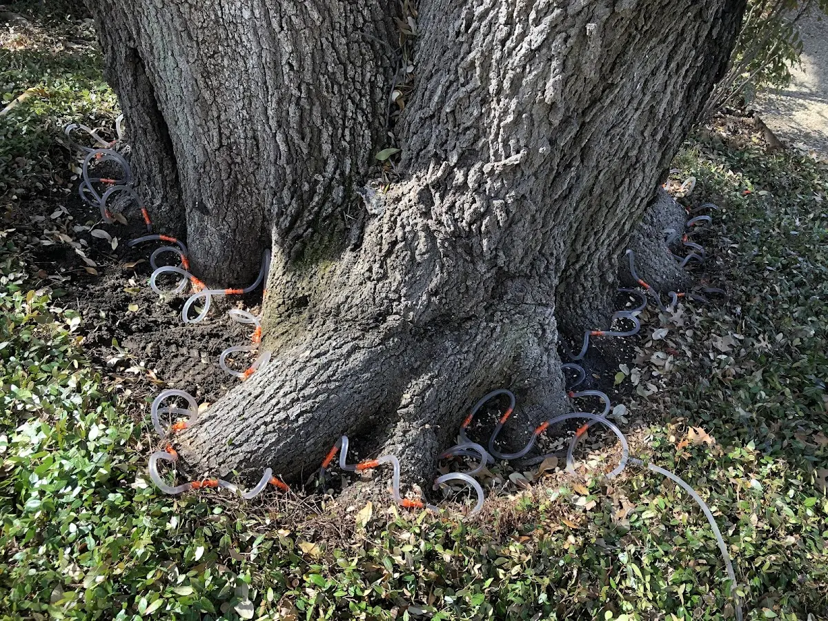 Detailed Tree Cabling and Bracing job site in Rockholds