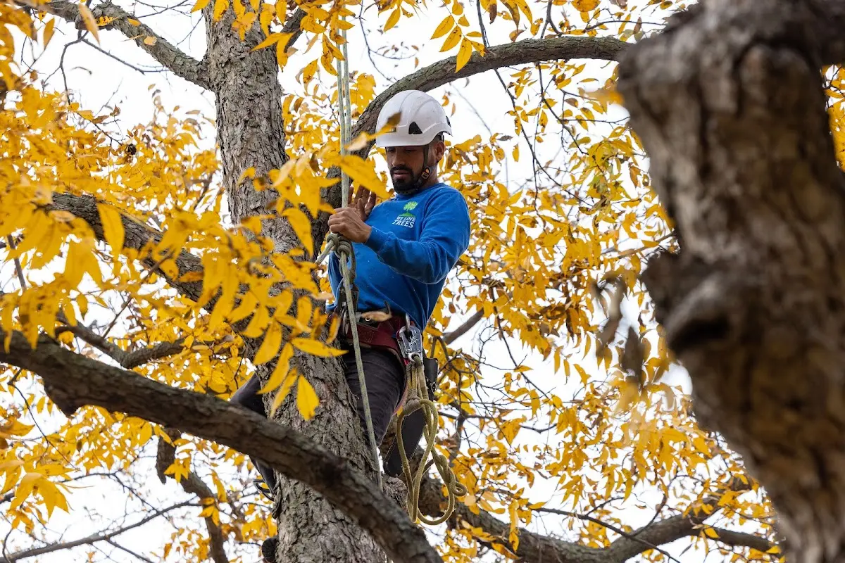 Skilled Storm Damage Cleanup crew working in Rockholds