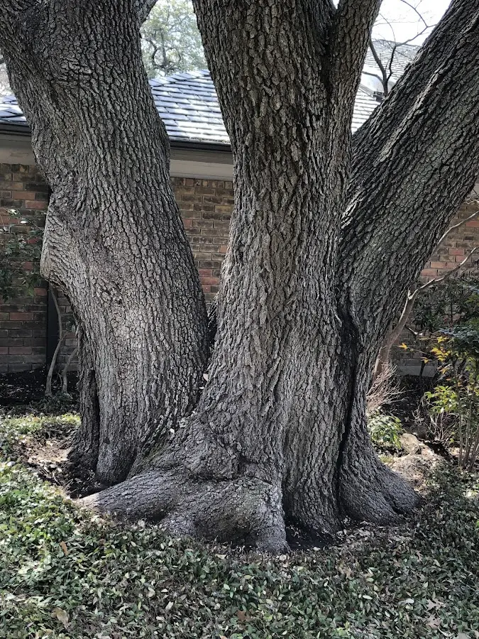 Mature heritage tree close to a Rockholds property cared for by certified arborists